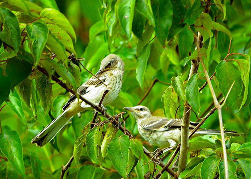 10625089_10152578978621390_5942294392331406329_n