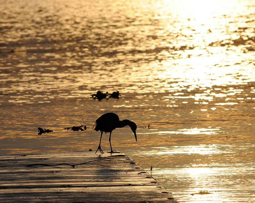 10653301_10152682657166390_416268900702658542_n