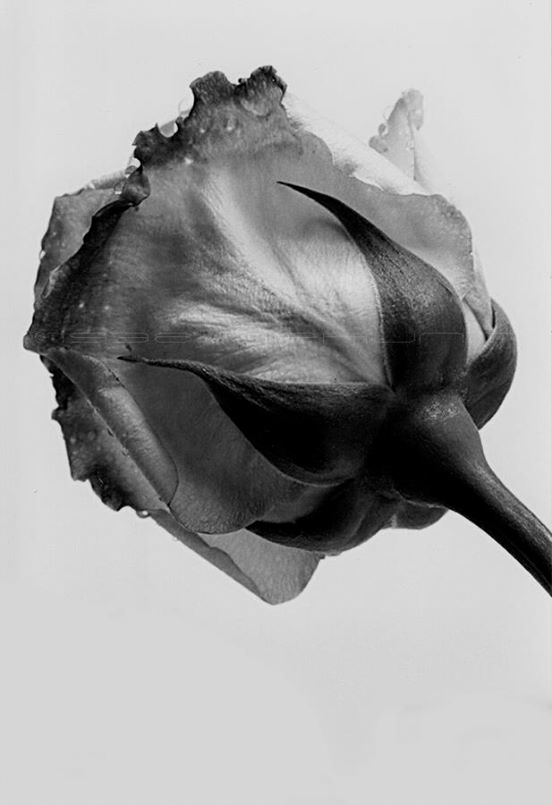 11039296_10153422664376390_41702452861091244_n