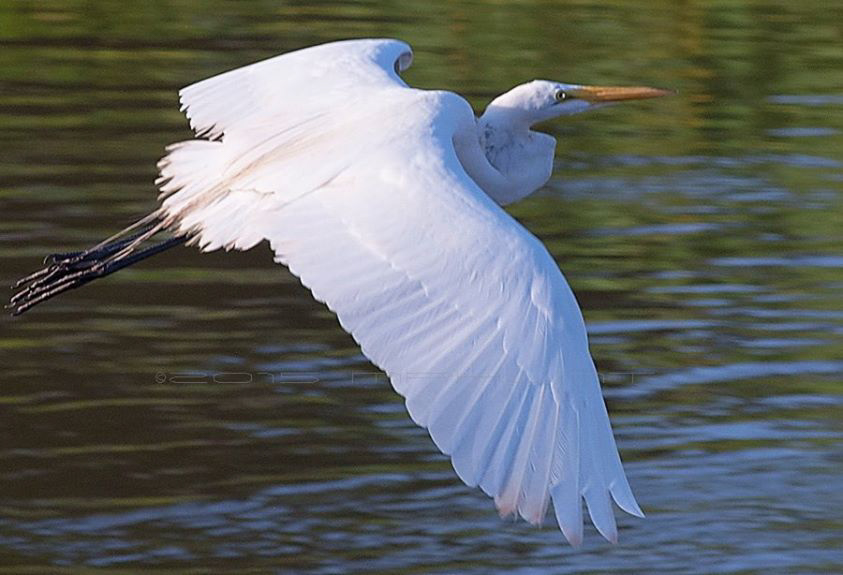 11168484_10153372097781390_7014725825000304987_n