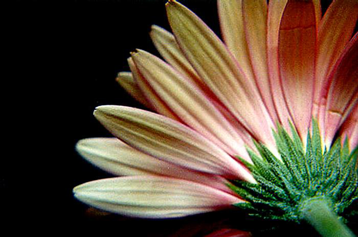 11247601_10153295139336390_7002484532631645432_n