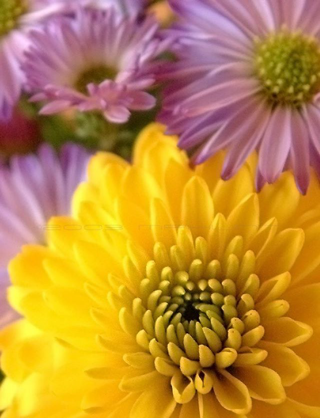 11393266_10153284615846390_6268360981796445017_n