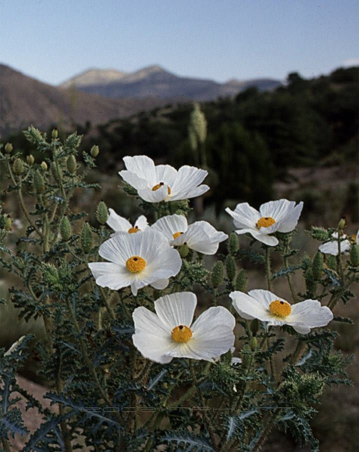 11846524_10153464245246390_5271612397149236574_n