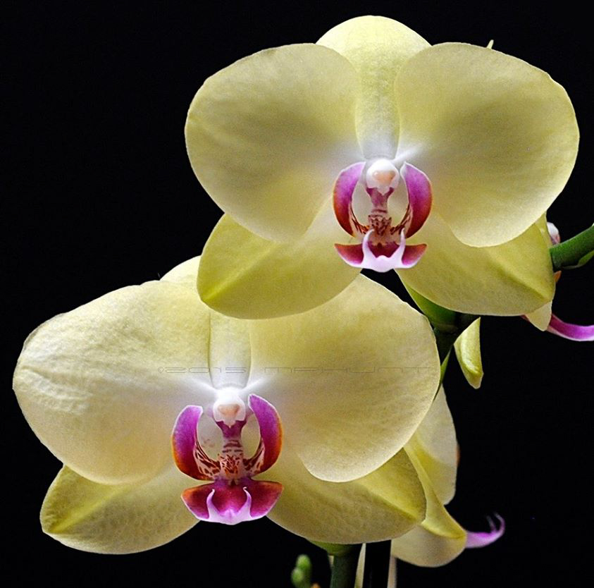 11870759_10153472217006390_7367576838093355493_n