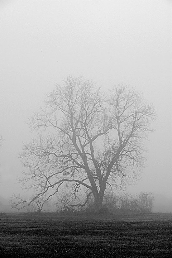 1779709_10152192091366390_929675990_n