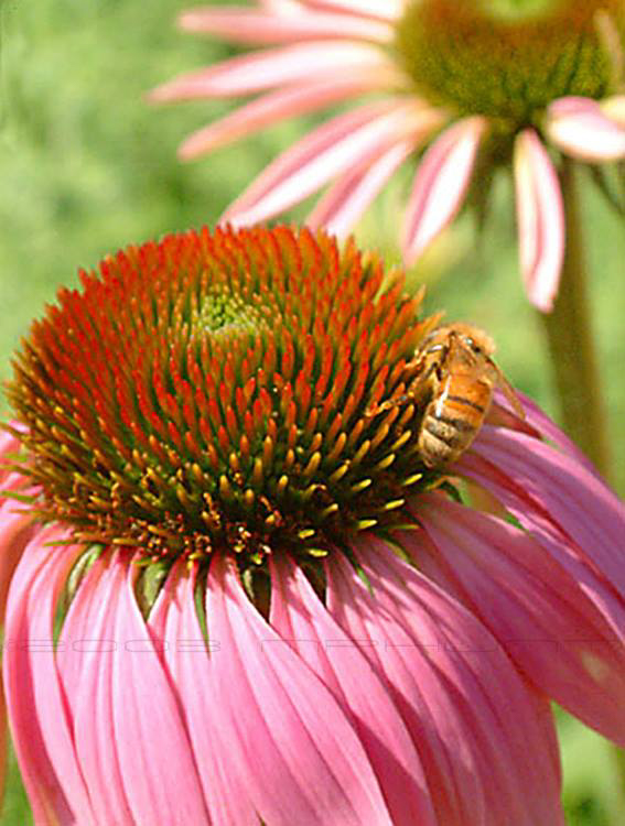 1897718_10152728632941390_6829154568871442853_n