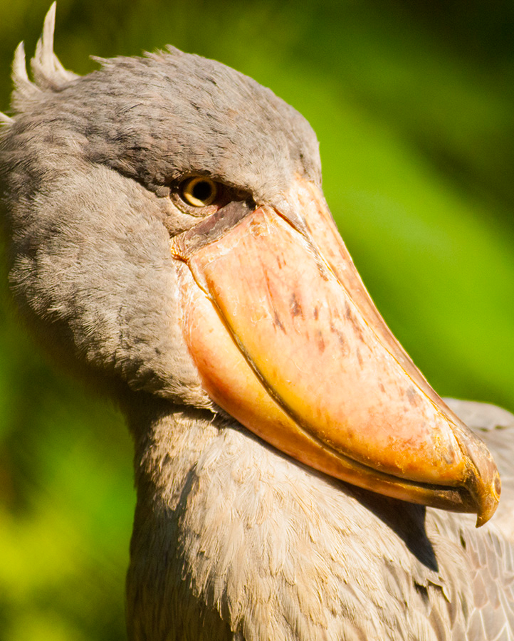 stork_DSC3976-c 8x10